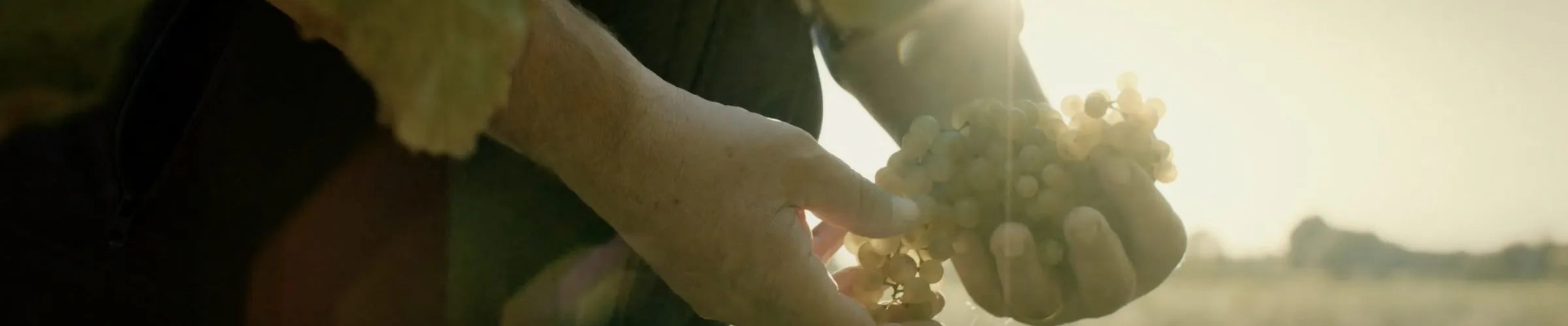 Hands holding grapes in a vineyard at sunset